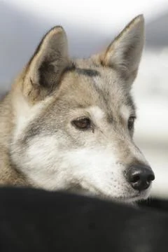 Husky portrait Stock Photos