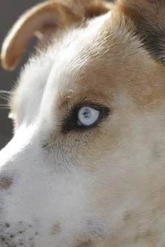 Husky portrait Foto stock
