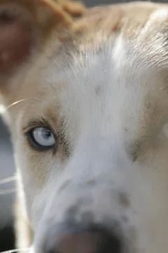 Husky portrait Stock Photos