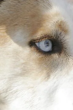 Husky portrait Stock Photos