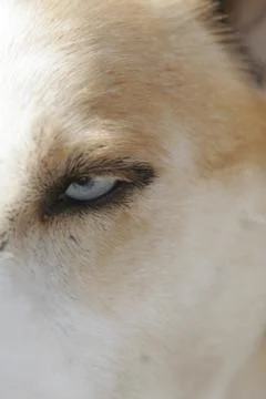 Husky portrait Stock Photos