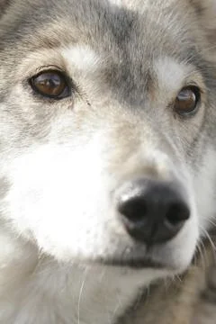 Husky portrait Stock Photos