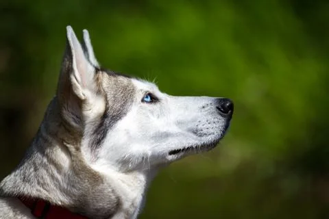 Husky portrait Foto stock