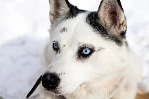Husky portrait Stock Photos