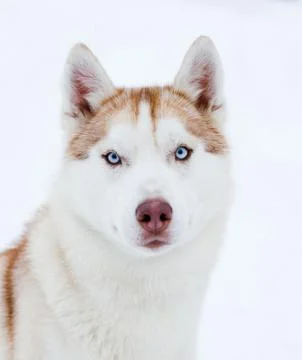 Husky portrait Stock Photos