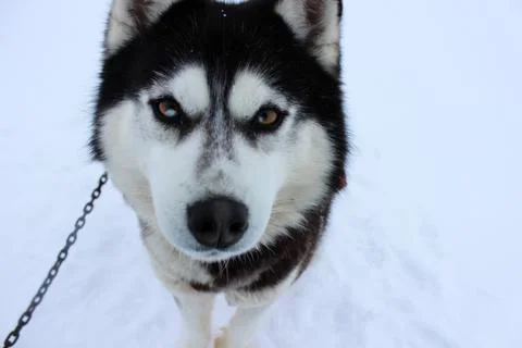 Husky portrait Stock Photos
