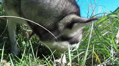 Husky preys on field mice. Stock-Footage 55428899