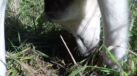 Husky preys on field mice. Video stock 55433371