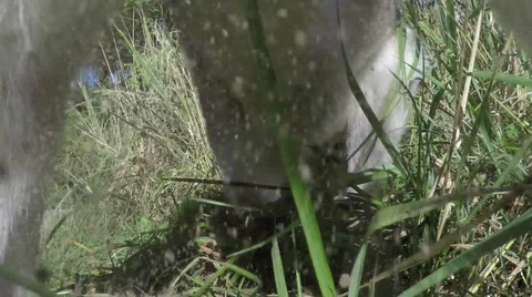 Husky preys on field mice. Stock-Footage 55434137