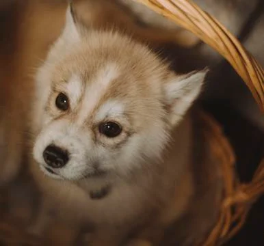 Husky puppies in the basket Stock Photos