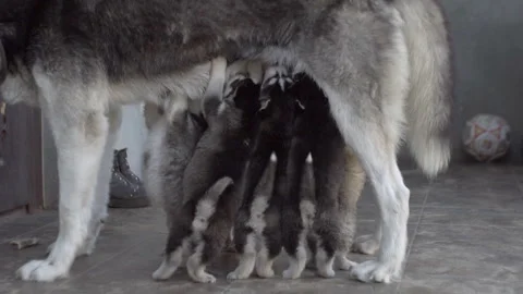 Husky puppies drink mother s milk