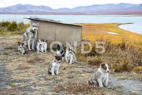 Husky puppies Greenland hill. Stock Photos