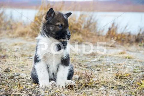 Husky puppies Greenland hill. Stock Photos