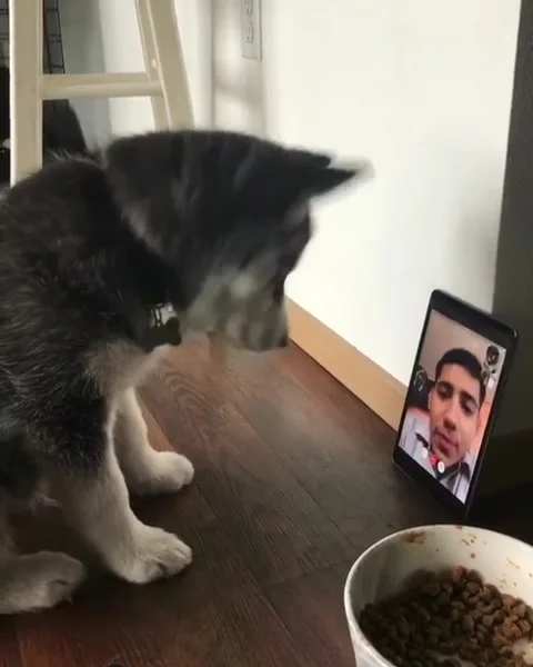 Husky puppy first time on FaceTime! Stock Footage 272986014