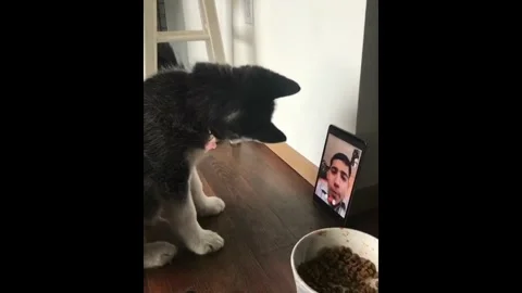 Husky puppy first time on FaceTime! Stock Footage 276492707