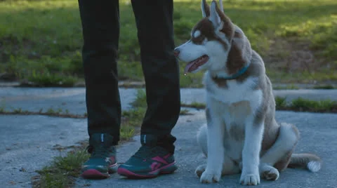 Husky puppy Stock Footage 23915662