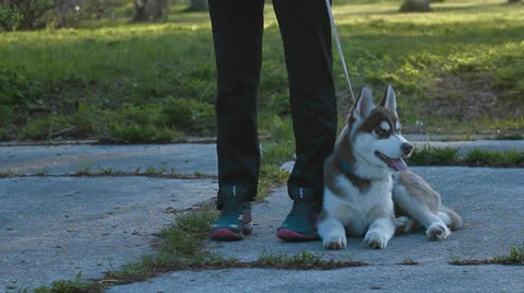 Husky puppy Stock Footage 23915829