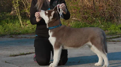 Husky puppy Stock Footage 23916067