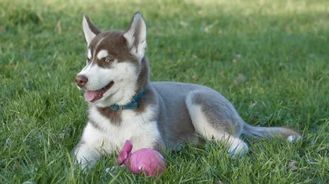 Husky puppy Stock Footage 23918064