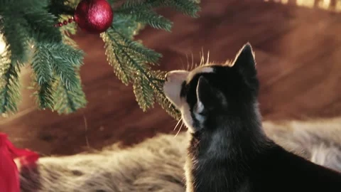 Husky puppy Video stock 132182008
