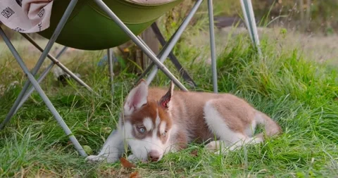 Husky puppy Stock Footage 141095944