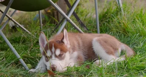 Husky puppy Stock Footage 141095976