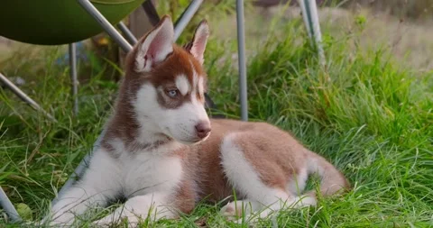 Husky puppy Vidéo 141095988