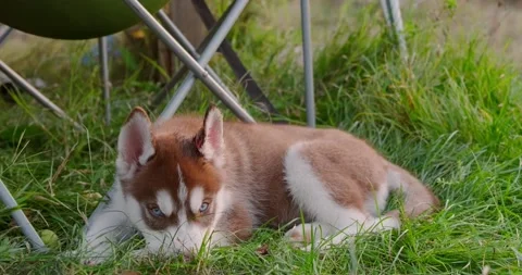 Husky puppy 스톡 동영상 141096006