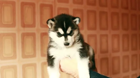 Husky puppy in hands Stock Footage 56086676