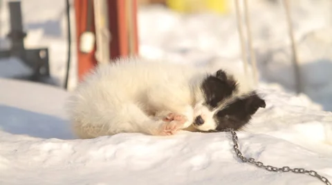 Husky Puppy Sleeping Stock Footage 37591022