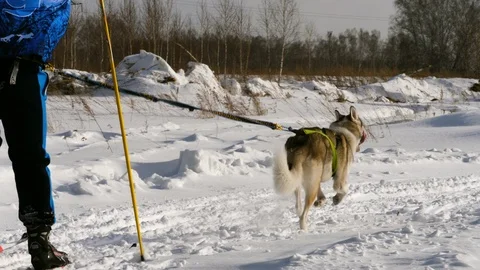 Husky race one by one Stock Footage 103658987