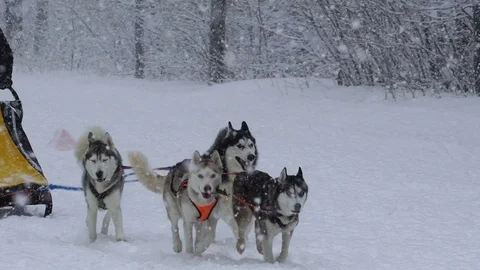 Husky race outdoors in winter Stock Footage