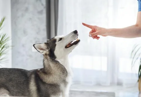 Husky reacting to hand command Stock Photos