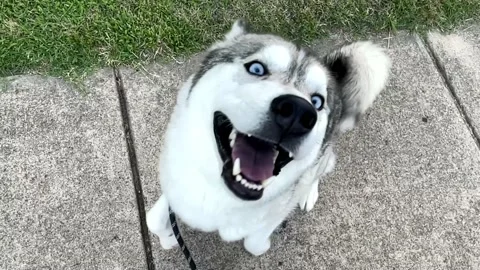 Husky ready for walk Stock Footage 156944889