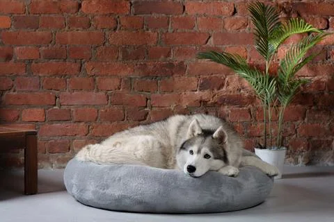 Husky relaxing on a bed in rustic interior Stock Photos
