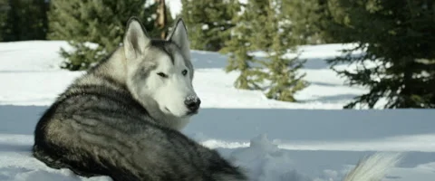 Husky relaxing on snow Stock Footage 68495808