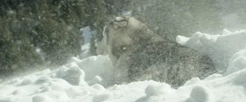 Husky relaxing on snow Vidéo 68495911