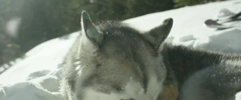 Husky relaxing on snow Stock Footage 68495948