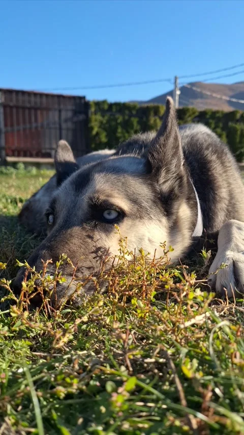 Husky resting on soft green grass, fur gently swaying in a light breeze Stock Footage 294187196