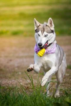 Husky in retrieving Foto stock