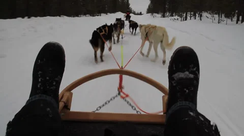 Husky ride Video stock 39061621