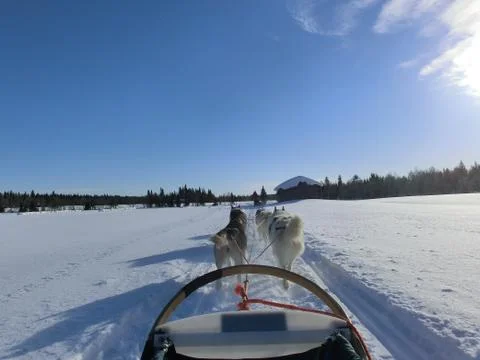 Husky Ride Stock Photos