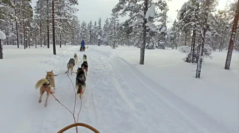 Husky ride on winter vacation Stock Footage