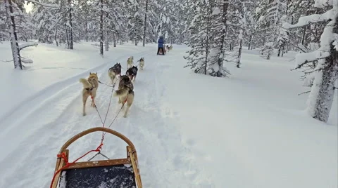 Husky ride on winter vacation Stock Footage