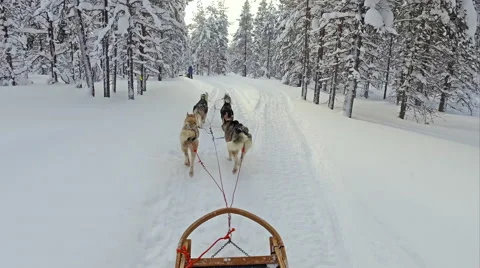 Husky ride on winter vacation Stock Footage 66294047