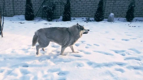 Husky running in snow 库存影片 102380009