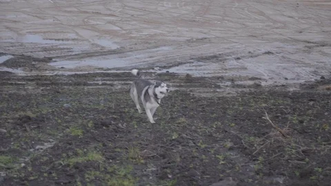 Husky running through mud Stock Footage 102234431