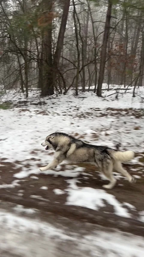 Husky running through a snowy pine forest in winter Stock-Footage 347826121