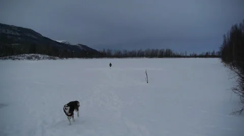 Husky Runs Toward and From Camera in Winter Landscape Stock Footage 38060997