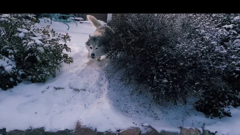 Husky ruuning quick 库存影片 102380073